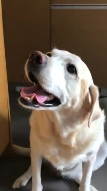 Labrador Retriever Eats Appetite Watermelon Hands — стокове відео