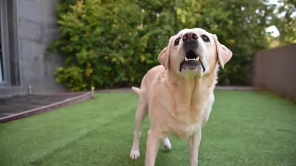 Labrador spielt zu Hause durch die Hintertür mit einem Ball. Labrador Retriever im Training. Der Hund spielt einen Ball. Labrador Retriever in der Natur.