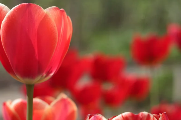 Spring Tulip Flower Background — Stock Photo, Image