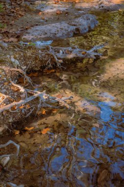 Korunmasız ağaç kökleri yüzeyin altında ve üstünde iç içe geçerek organik desenler ve ince yansımalar yaratır. Dikey doğal doku sahnesi.