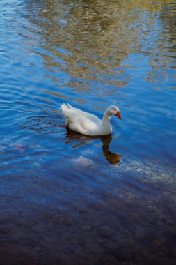 Yumuşak dalgalar ve doğal ışıkla sakin mavi yansıtıcı göl suyunda süzülen beyaz bir ördek. Dikey yaban hayatı portresi.