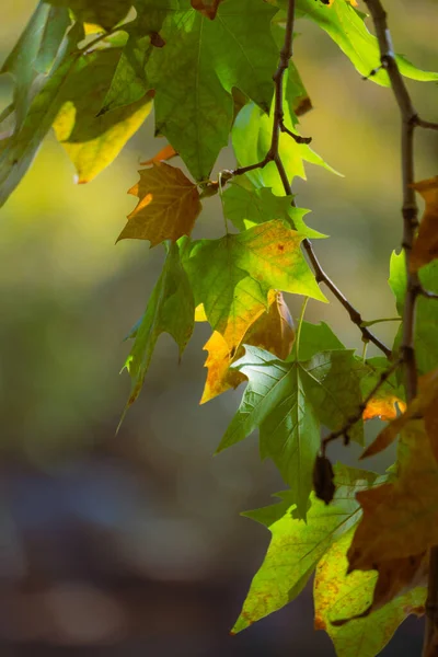 Closeup of autumn leaves in warm sunlight Vertical