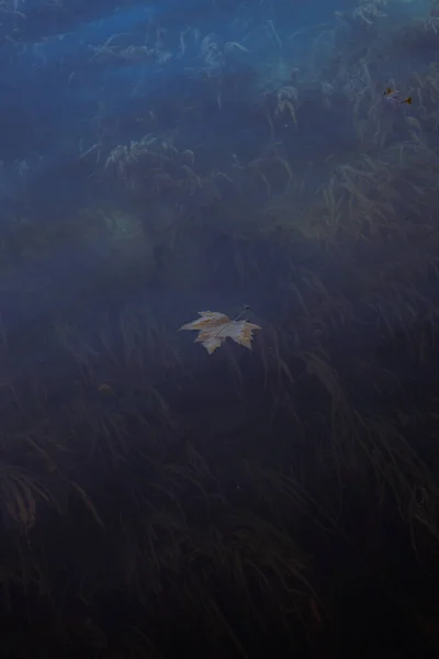 Autumn leaf floating above underwater plants Vertical