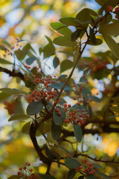 Autumn berries on branch with soft sunlight Vertical