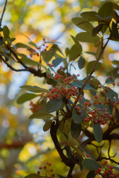 Branch with bright autumn berries in warm sunlight Vertical