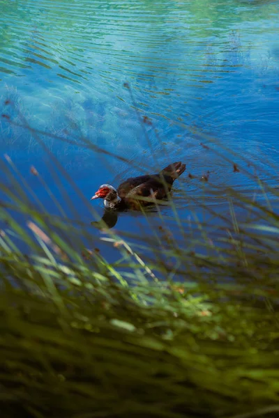 Duck swimming in clear lake water among grass Vertical