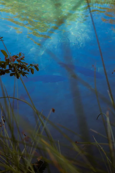 Underwater plants and soft reflections in clear blue lake Vertical