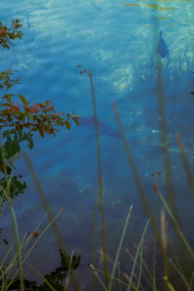 Fish swimming beneath clear water in blue lake Vertical