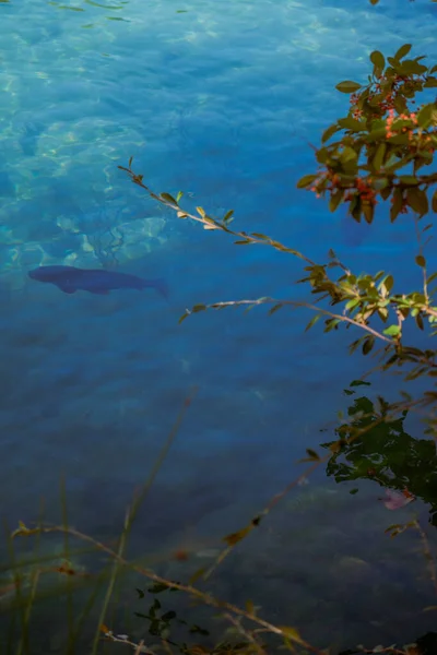 Fish swimming beneath clear blue lake surface Vertical
