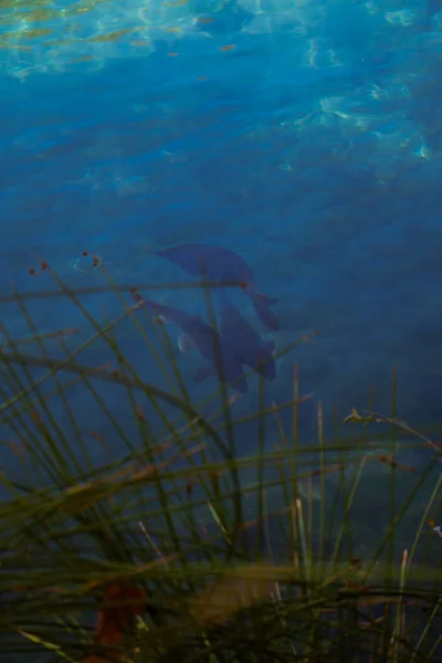 Underwater plants and soft light patterns in clear lake Vertical