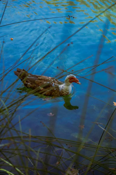 Duck swimming in blue lake surrounded by branches Vertical