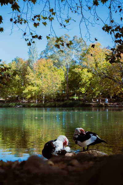 Two ducks resting on a rocky lakeside ledge with bright blue water and golden autumn trees in the background. Vertical wildlife scene with natural colors.