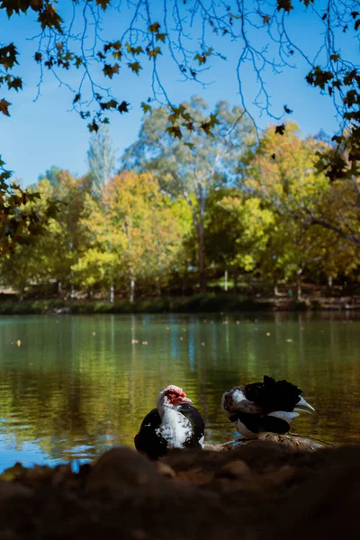 Two ducks resting on textured lakeside rocks with reflective blue water and autumn forest foliage behind them. Vertical wildlife and nature portrait.