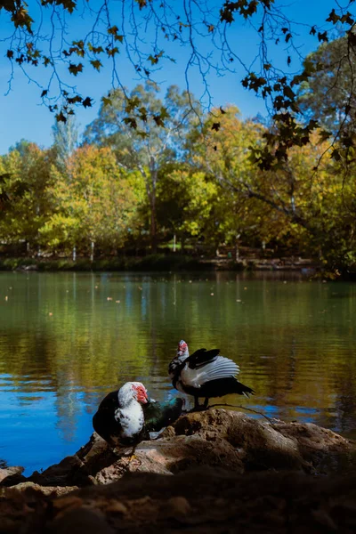 Ducks perched on a rocky lakeside edge with golden autumn forest and bright blue reflective water in the background. Vertical wildlife nature shot.