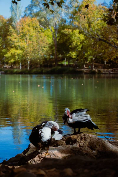Ducks standing and resting on a rocky lakeside ledge beside bright blue water with colorful autumn forest in the distance. Vertical wildlife nature scene.