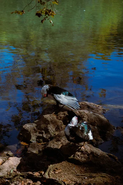 Two ducks perched on a rocky shoreline with a mix of blue and green reflective water behind them. Vertical wildlife portrait with natural textures.