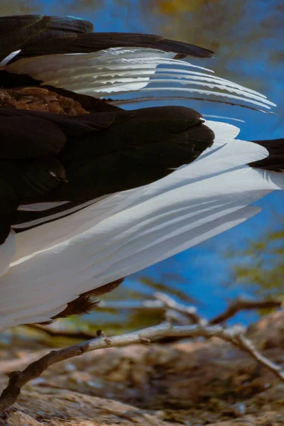 A closeup view of layered duck feathers showing intricate textures and contrasting tones under natural light. Vertical wildlife detail shot.