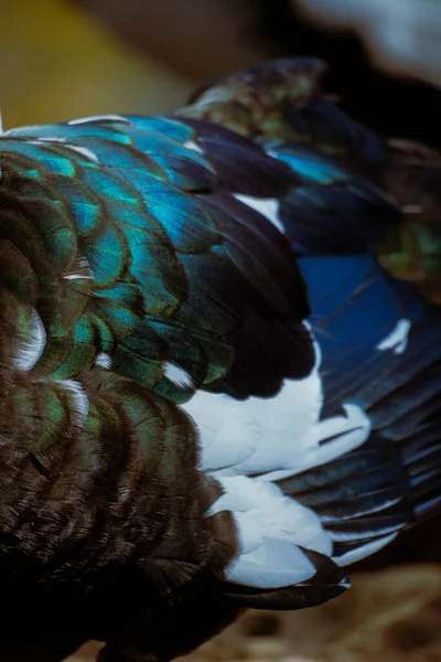 A macro closeup of iridescent duck feathers featuring blue, green, and white tones with rich texture and natural light. Vertical wildlife detail.
