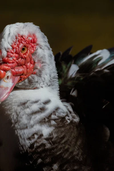 A closeup portrait of a muscovy duck highlighting red facial skin, textured feathers, and natural soft lighting. Vertical wildlife detail shot.