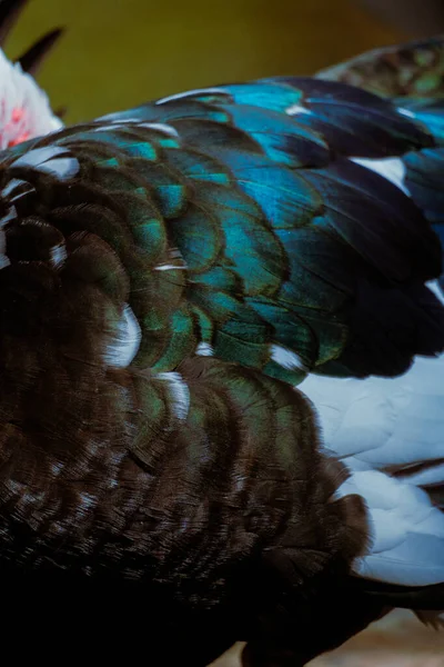 A closeup view of dark duck feathers with rich layered textures and natural light. Vertical wildlife macro composition.
