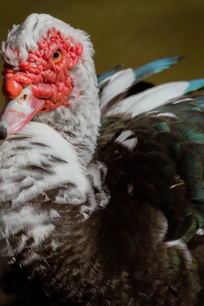 A close portrait of a muscovy duck showing detailed red facial features, textured feathers, and natural light. Vertical wildlife shot.