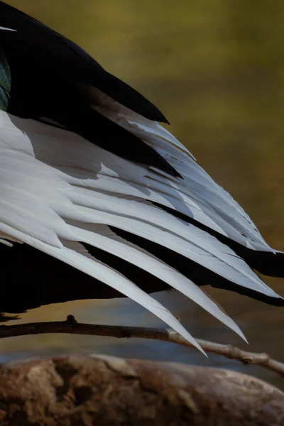 A detailed closeup of layered duck feathers illuminated by natural sunlight, showing soft textures and contrasting tones. Vertical wildlife macro shot.