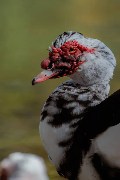 A close portrait of a muscovy duck displaying its red textured facial features and soft natural lighting. Vertical wildlife detail shot.