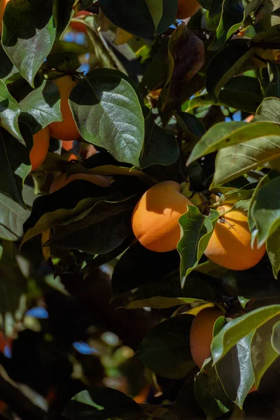 Bright ripe persimmons hanging from a leafy tree branch illuminated by warm sunlight. Vertical botanical and fruit closeup scene.