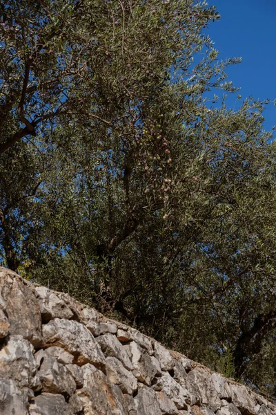 A rustic stone wall beneath tall textured trees under a bright blue sky. Vertical outdoor landscape with natural colors and warm sunlight.