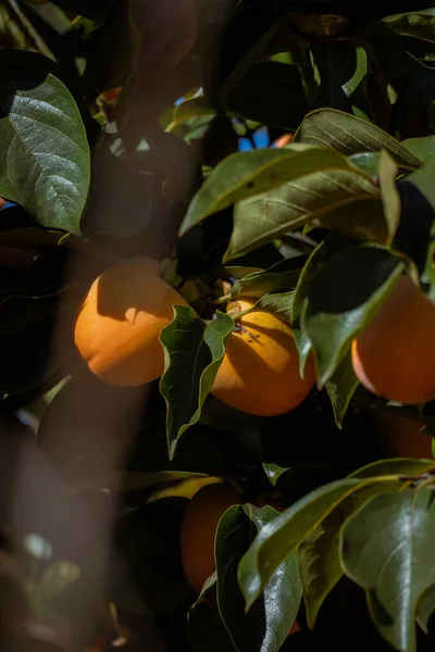 A cluster of ripe oranges hanging from a vibrant leafy citrus tree in warm natural light. Vertical fruit and botanical detail shot.
