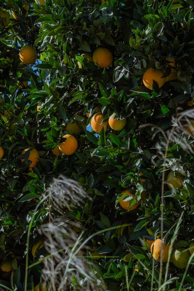 A tall persimmon tree filled with multiple ripe fruits surrounded by dense green foliage. Vertical botanical and agricultural scene.