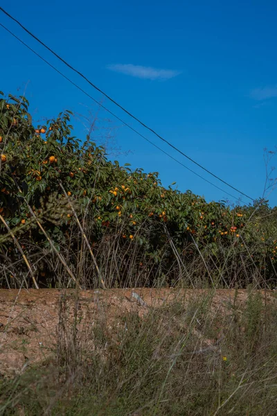 A wide view of a persimmon orchard with rows of fruit trees growing under a bright blue sky. Vertical agricultural landscape shot.