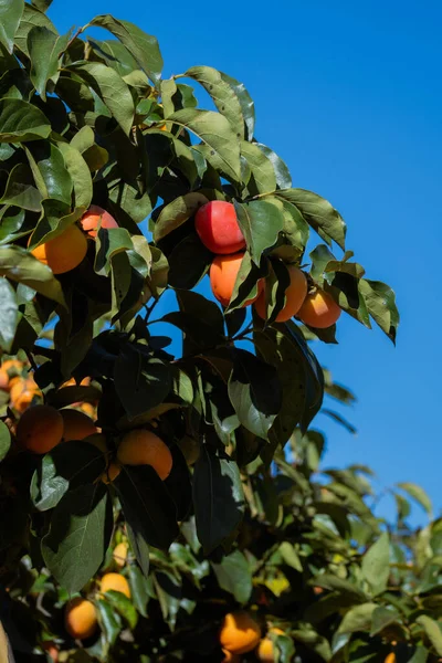 A persimmon tree filled with multiple ripe orange fruits under a clear blue sky. Vertical botanical and agricultural scene.