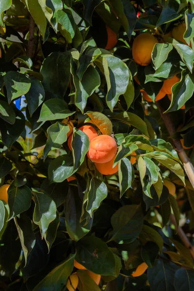 Ripe orange persimmons hanging among dense green leaves on a fruit tree. Vertical botanical closeup with warm natural light.