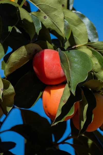A closeup view of two ripe persimmons on a leafy branch illuminated by direct sunlight. Vertical fruit and plant detail shot.
