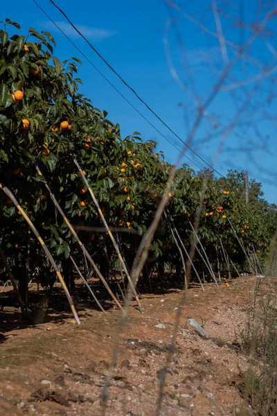 Rows of persimmon trees supported by wooden poles growing under a bright blue sky. Vertical agricultural landscape scene.