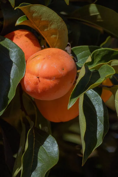 A closeup view of ripe persimmons hanging on a leafy branch illuminated by warm sunlight. Vertical botanical fruit detail shot.