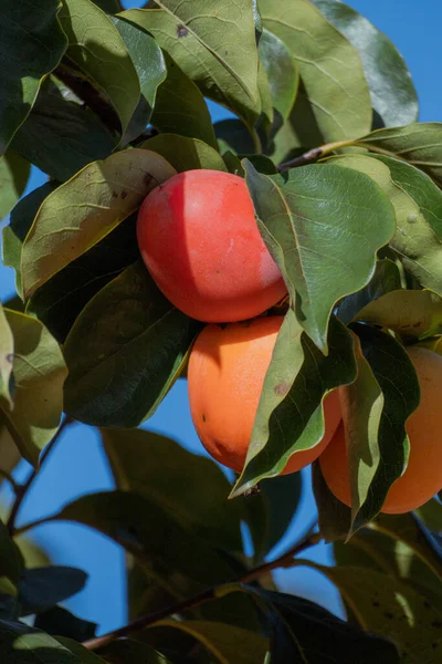 Two ripe persimmons hanging from a leafy branch with a clear blue sky in the background. Vertical botanical and agricultural scene.