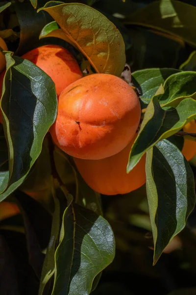 A cluster of ripe orange persimmons surrounded by dense lush green foliage on a fruit tree. Vertical botanical closeup.