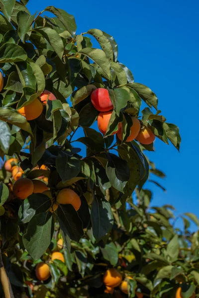 A tall persimmon tree full of ripe orange fruits under a bright blue sky. Vertical agricultural and botanical scene.