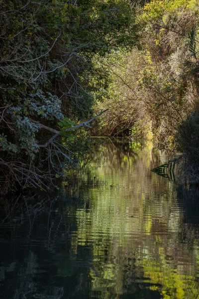 A calm river surrounded by dense green vegetation with soft reflections on the water surface. Vertical landscape nature scene.