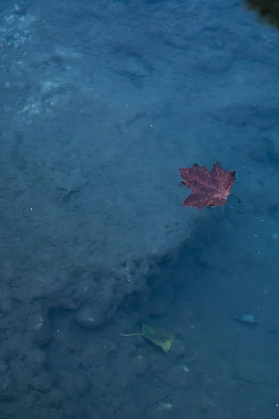 A single red leaf lying beneath the surface of clear shallow water, creating a soft natural underwater scene. Vertical botanical closeup.