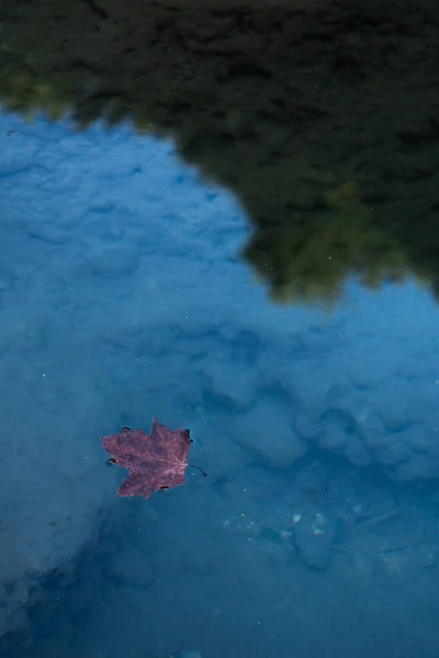 A single red leaf lying beneath the surface of clear shallow blue water, surrounded by soft ripples and natural textures. Vertical botanical closeup.