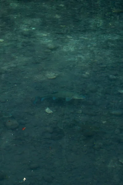 A view of clear shallow water revealing visible stones and organic textures beneath the surface. Vertical natural landscape detail.