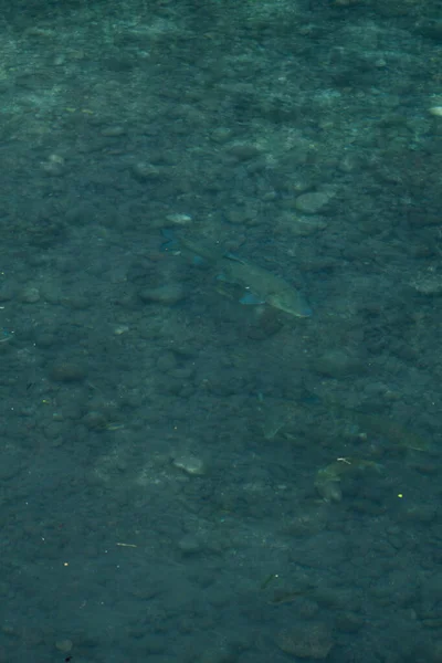Transparent water showing a rocky riverbed with organic patterns and subtle tones. Vertical nature landscape closeup.