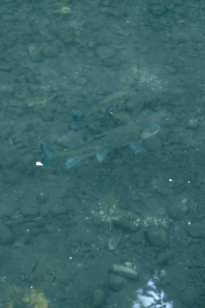 Fish swimming through clear shallow water with a rocky riverbed visible beneath. Vertical wildlife and nature scene.