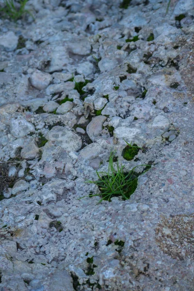 A rocky surface featuring scattered moss patches and organic natural textures. Vertical geological and nature closeup.
