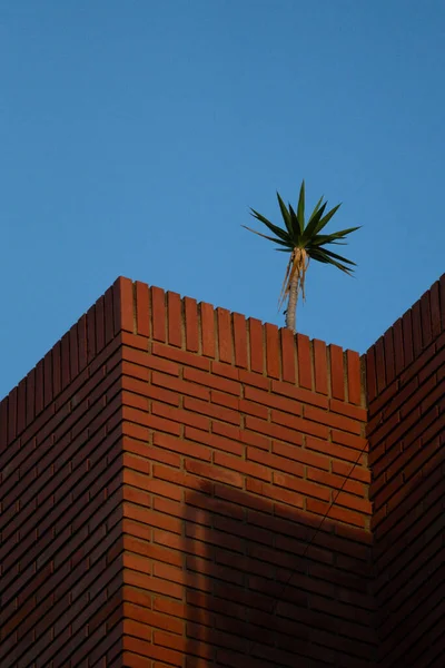 A minimalist architectural scene showing a modern brick building corner with a solitary palm growing on top, contrasted against a clear blue sky. Vertical cityscape detail.