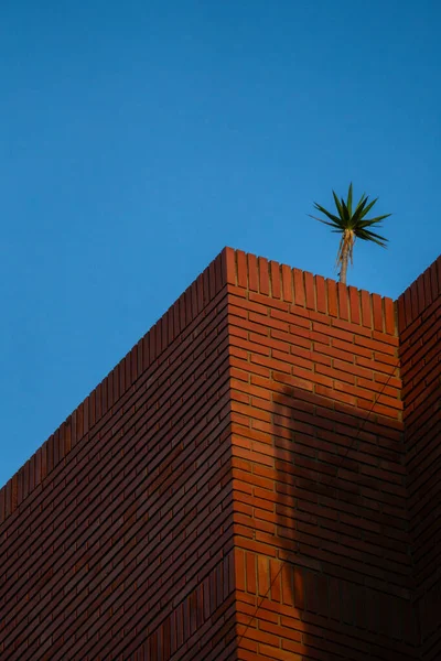 A brick building rooftop featuring a lone palm tree silhouetted against a clear blue sky. Vertical minimalist architectural composition.