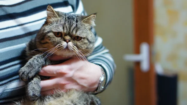 Adamların ellerinde ciddi kedi